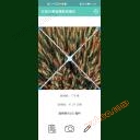 Analysisystem för mätning av antalet vetespikar med förbättrad SC-MS